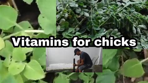 green sisiw|BEST VITAMINS NATURAL SA SISIW .
